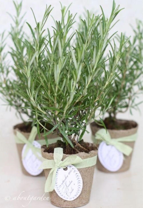 potted herbs are great for a rustic, Italian or just Mediterranean wedding