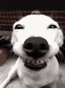 Funny Dogs Cute GIF - FunnyDogs Cute Smile GIFs