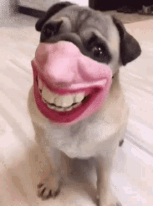 Pug Dog GIF - Pug Dog FunnyMask GIFs