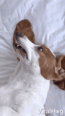 Adorable Basset Hound Makes Silly Faces Smile GIF - AdorableBassetHoundMakesSillyFaces Smile SayCheese GIFs