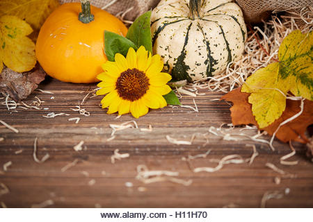 Thanksgiving background with pumpkins, leaves and sunflower on a brown wooden table - Stock Image