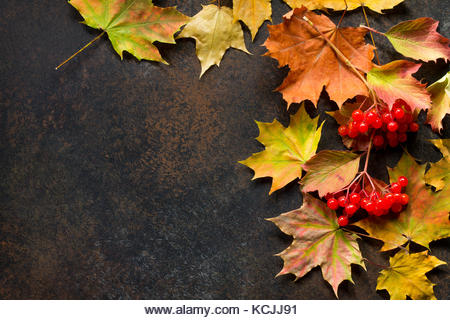 Autumn background with autumn maple branches with red and orange leaves and berries on rusty stone or slate background. - Stock Image
