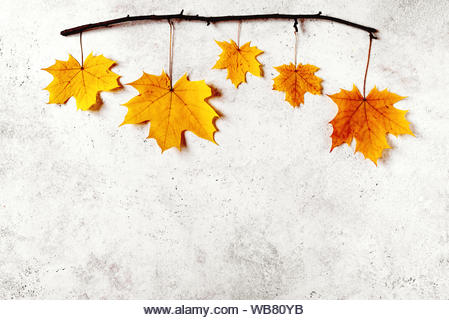 Yellow maple leaves flat lay. Autumnal yellow leaves on white background, copy space. Creative seasonal layout, autumn concept. - Stock Image