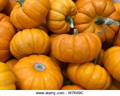 Pumpkins fall autumn Thanksgiving background - Stock Image