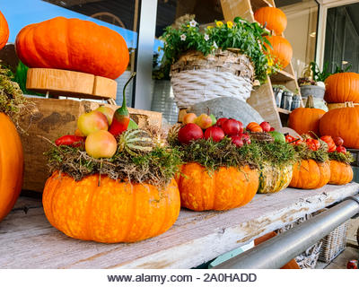 Autumn decoration with thanksgiving orange pumpkins and flowers in flower shop. Autumn, fall, halloween concept. Halloween or Thanksgiving background. - Stock Image