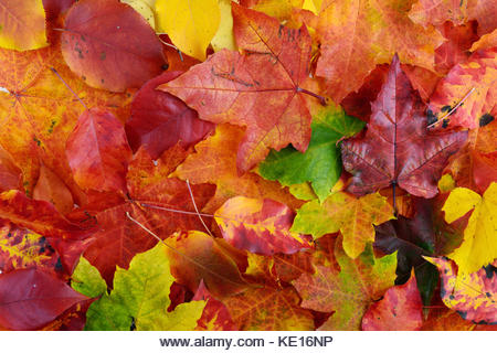 autumn background of colorfull  leaves - Stock Image
