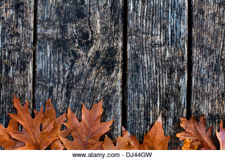 autumn background - Stock Image