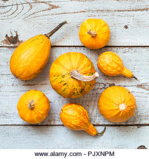 Happy Thanksgiving Background. Selection of various pumpkins on white wooden background. Autumn vegetables and seasonal decorations. Autumn Harvest an - Stock Image