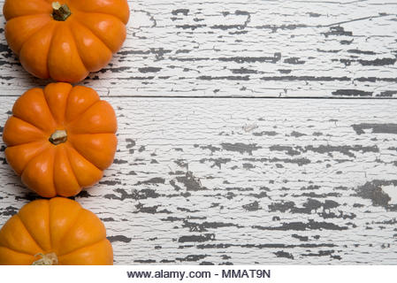 A row of mini pumpkins on a white wooden plank background with copy space - Stock Image