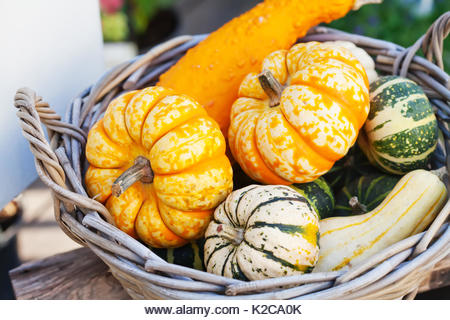 Food basket concept. Colorful halloween pumpkins in a wooden wicker. Autumn farmers harvest, thanksgiving day conceptual image. Soft focus. Shallow depth of field - Stock Image