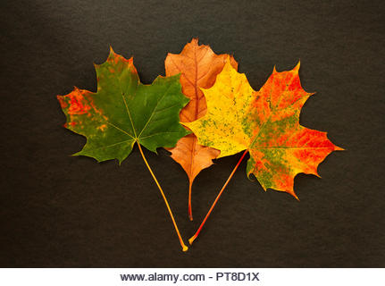 Colorful Autumn leaves on a black background - Stock Image