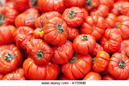 Ethiopian food red tomato Solanum aethopicum, Tropical Africa Mock vegetables harvest background. Selective focus photo - Stock Image