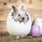 50 amazing facts about Easter! (List)