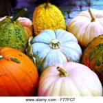 Pumpkins! Pile of vibrantly colored pumpkins ready for the picking! - Stock Image