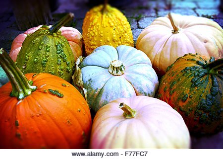 Pumpkins! Pile of vibrantly colored pumpkins ready for the picking! - Stock Image