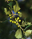 Young holly berries