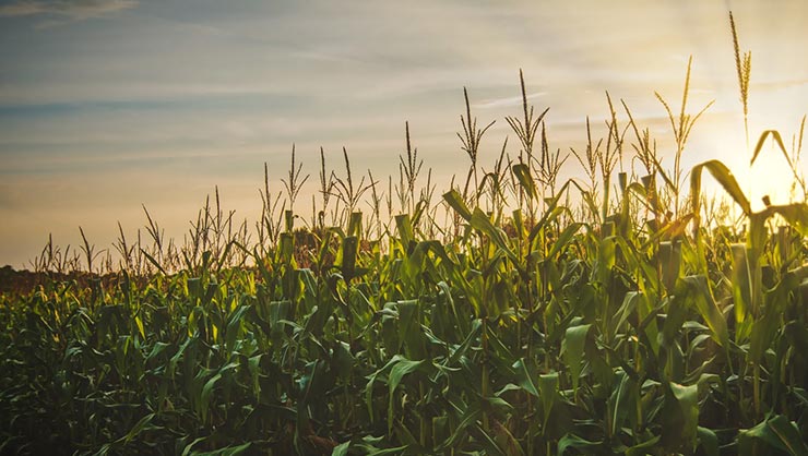 A field of corn