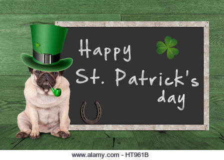 cute pug puppy dog with leprechaun hat for st. patrick's day smoking pipe, sitting next blank chalkboard sign - Stock Image