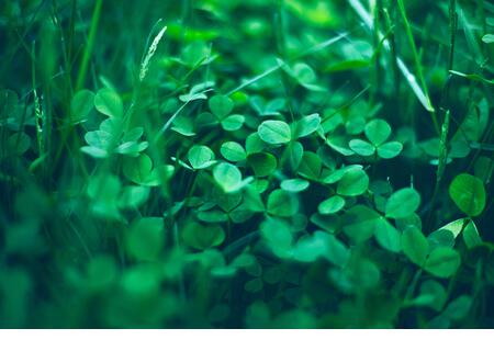 Close up of natural Shamrock field. Rural nature view. Spring Holiday floral backdrop. Green Garden background. Happy saint Patrick day symbol. St. Pa - Stock Image