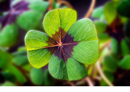 Detail Image of lucky clover with four leaves - Stock Image