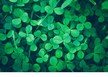 Close up of natural Shamrock field. Rural nature view. Spring Holiday floral backdrop. Green Garden background. Happy saint Patrick day symbol. St. Pa - Stock Image