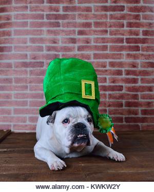 Portrait of French bulldog angry with a Saint Patrick cap - Stock Image