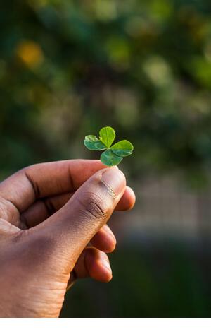 Fantastic close-up of a Four-leaf clover, held in the hand by a guy. Saint patrick concept. It means good luck - Stock Image