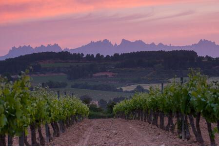 Montserrat mountain and vineyard - Stock Image