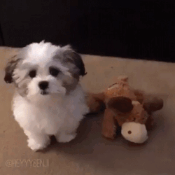 best friends jokes: puppy's best friends a stuffy