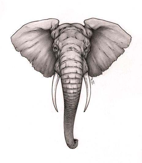 elephant tattoo designs drawings