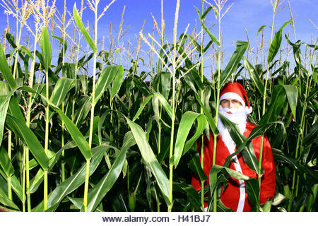 Christmas,Corn field,Indian corn,Santa Claus,Santa Claus' cap,Santa Claus' costume,beard,brownie,cap,concept,corn,costume,covert,disguise,disguised,dressed - Stock Image