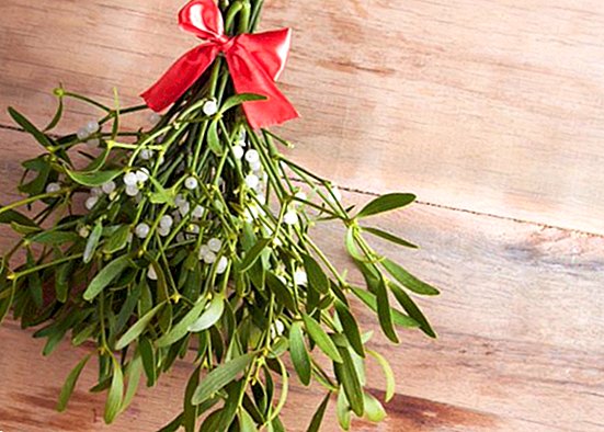 What is the Christmas mistletoe and what is done with it at Christmas