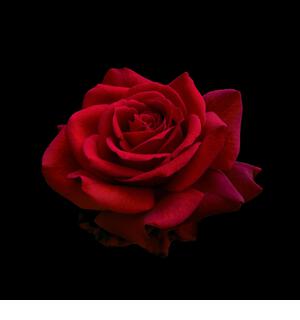 Dark red rose is on black background - Stock Image