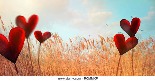 Valentines day. Valentines background with spring nature.  Love red background. Valentines day empty display - Stock Image