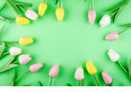 Spring or holiday concept, a bouquet of tulips on green background. March 8, International Women's Day, birthday. Copy space, flat lay, Template mocku - Stock Image