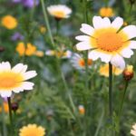 Chryzanthemums in the wild. Octobers birth flower.