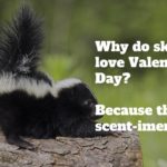 39 best Valentine's Day jokes and funniest ideas for a card message