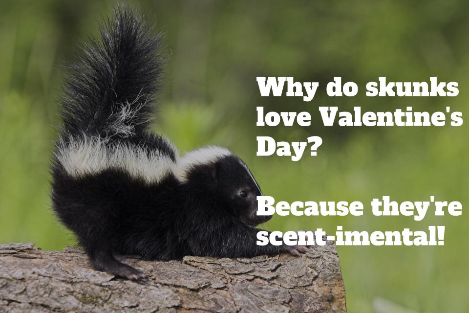 39 best Valentine's Day jokes and funniest ideas for a card message