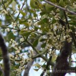 Learn all about mistletoe. How it grows and the history of the well known traditions of hanging some in the entrance of your home.