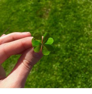 Oh so lucky to find a four leaf clover - Stock Image