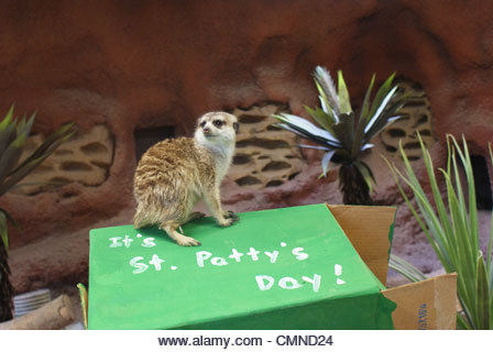 Meerkat on a Green St. Patty's day box. - Stock Image
