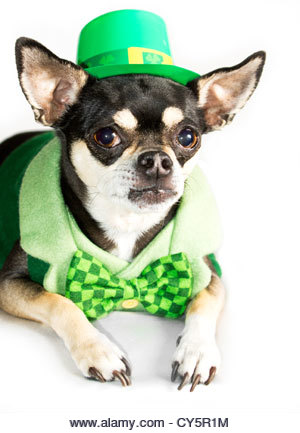 St. Patrick's Day Chihuahua dressed as leprechaun in green hat and bow tie - Stock Image