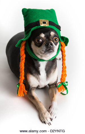 Cute Chihuahua dog dressed as leprechaun with green hat and orange braids. Isolated on white background with light - Stock Image