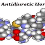 ADH: Antidiuretic Hormone - Assignment Point
