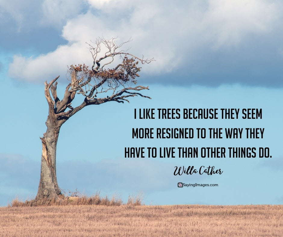 tree live quotes