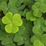 St. Patrick's Day Quotes to Celebrate the Irish Spirit