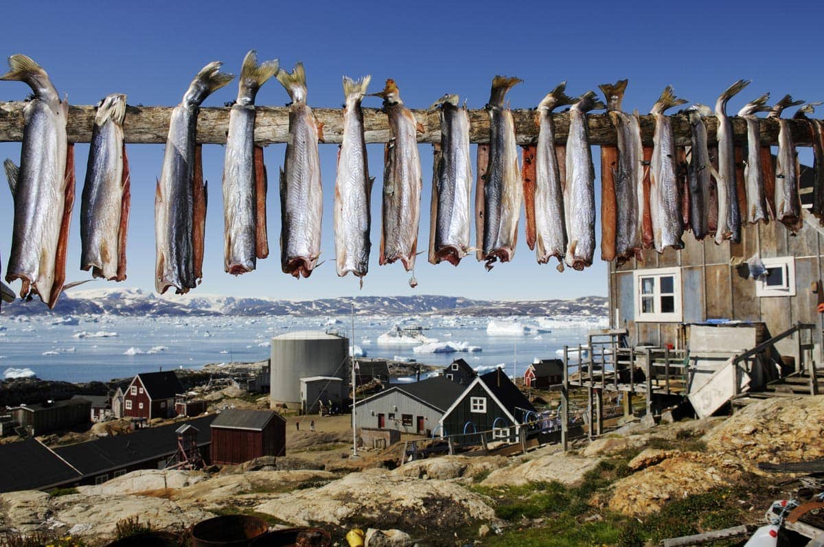 What do they eat in Greenland? (2021 Guide)