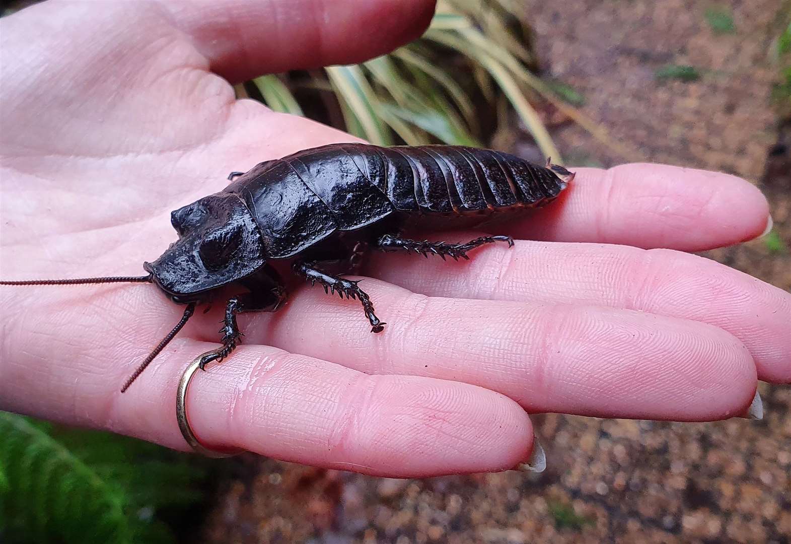 This Valentine's Day, at Hemsley Conservation Centre near Gravesend, name a cockroach after your former appointment