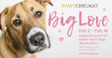 PAWS Chicago Hosts Valentine's Day Adoption Event to Find Forever Home for Big Dogs
